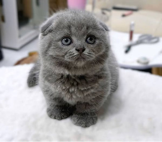 Munchkin Fold