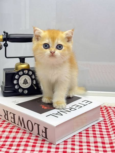 Scottish Fold