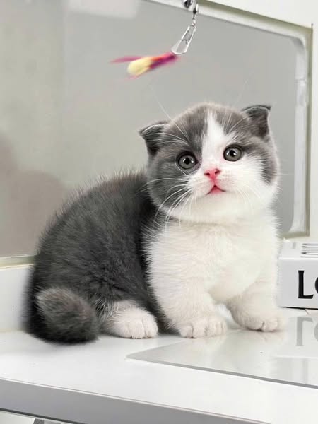 Munchkin Fold