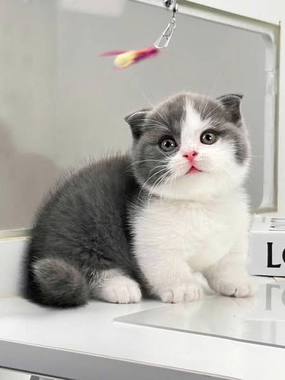 Munchkin Fold