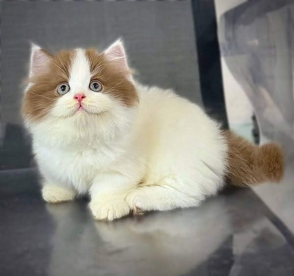 Munchkin Longhair