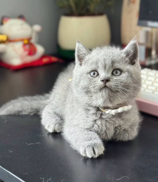 British Shorthair