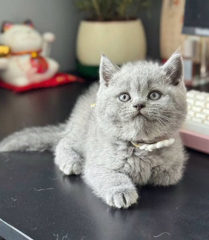 British Shorthair