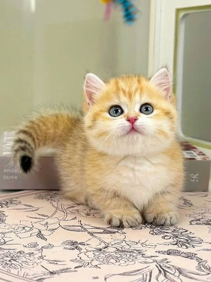 Munchkin