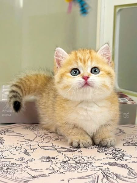 Munchkin