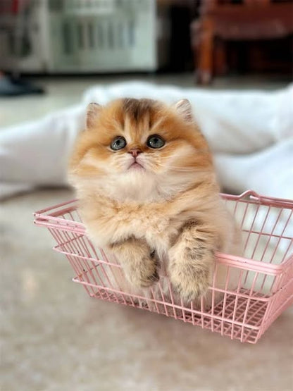 Munchkin Longhair