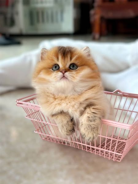 Munchkin Longhair