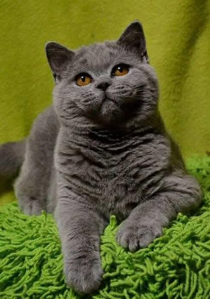 British Shorthair