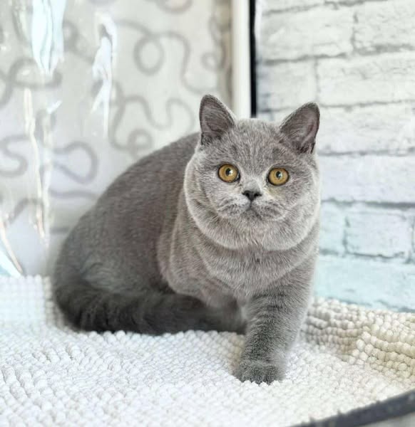 British Shorthair