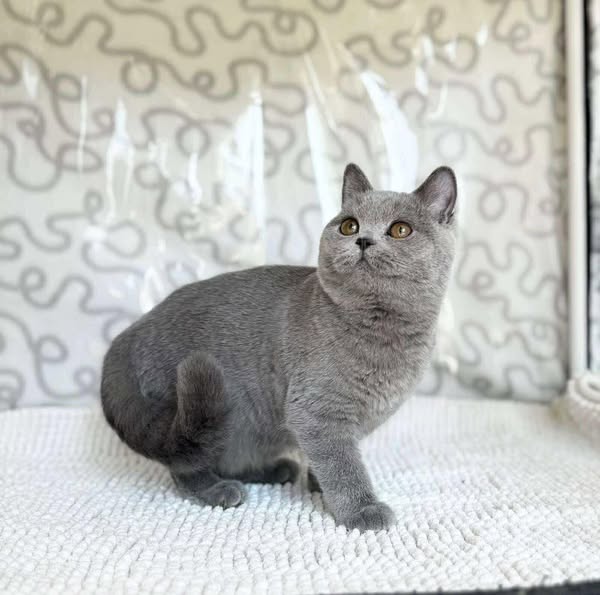British Shorthair