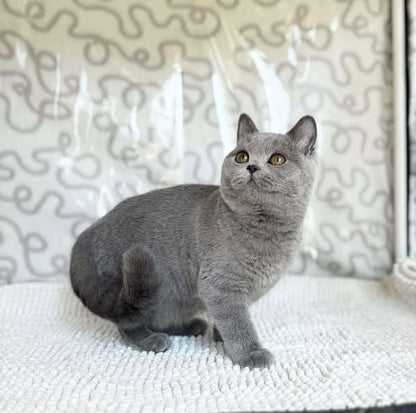 British Shorthair