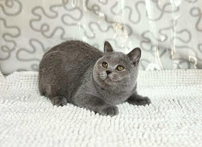 British Shorthair