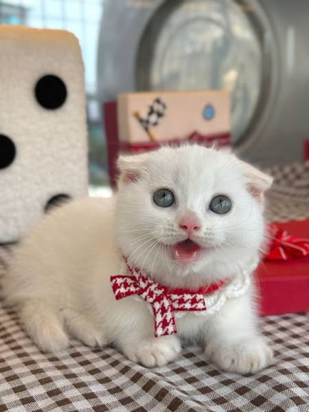 Munchkin