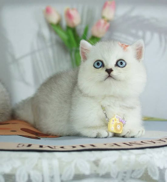 Munchkin