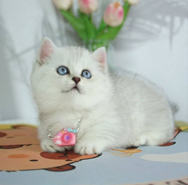 Munchkin