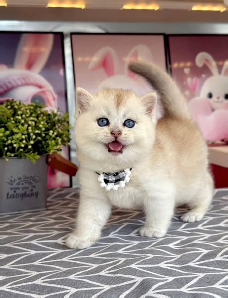 British Shorthair