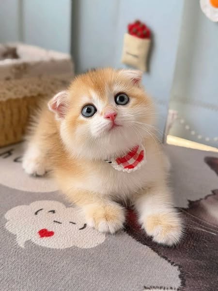 Scottish Fold