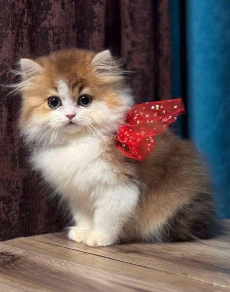 British Longhair