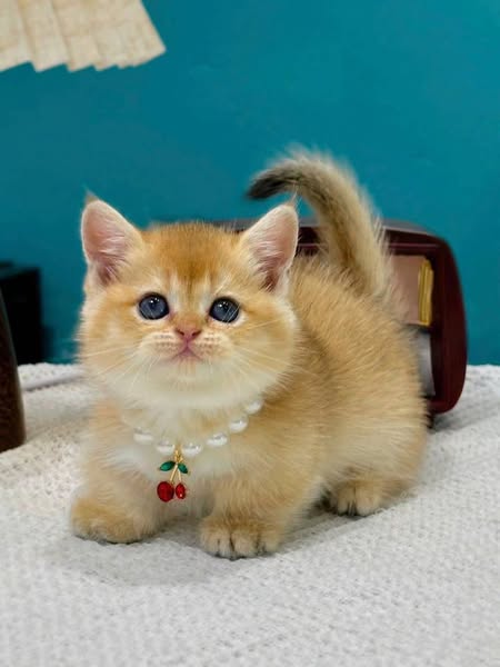 Munchkin