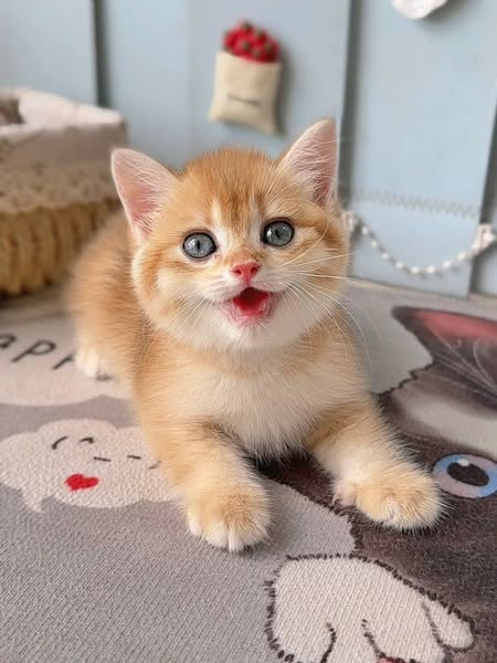 British Shorthair