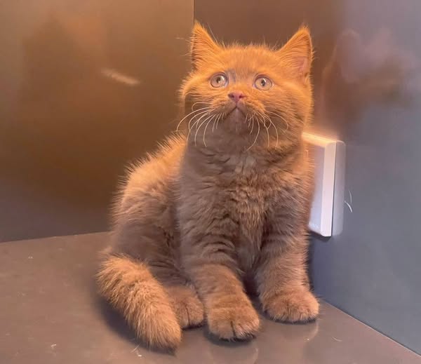 British Shorthair