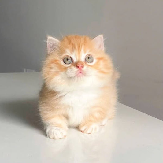 Munchkin Longhair