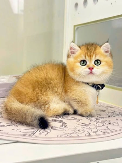 Munchkin