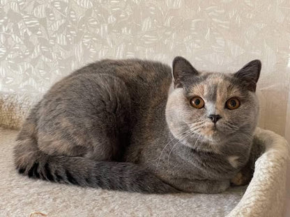 British Shorthair