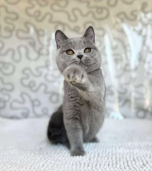 British Shorthair
