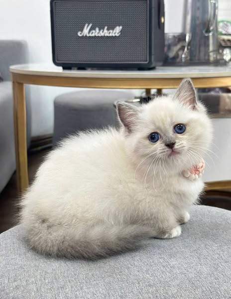 Munchkin