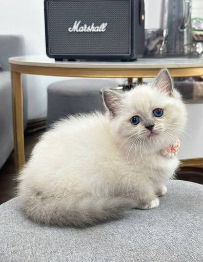 Munchkin