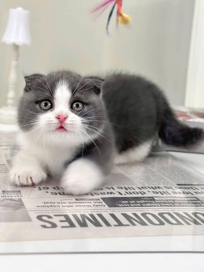 Munchkin Fold