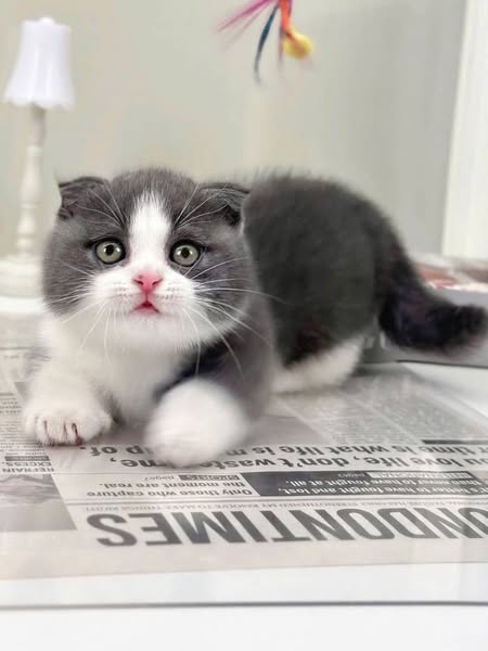 Munchkin Fold