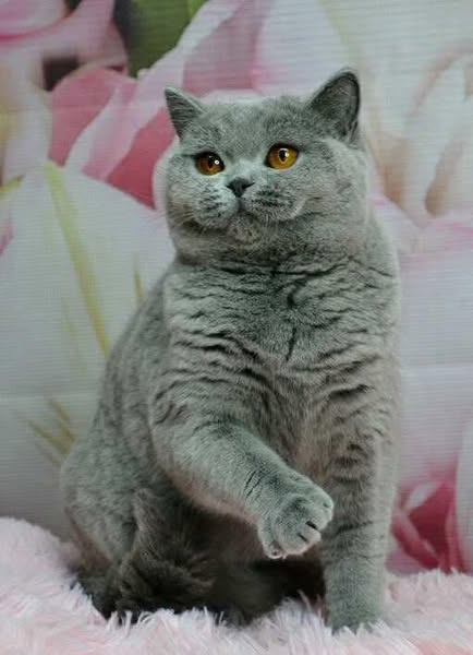 British Shorthair