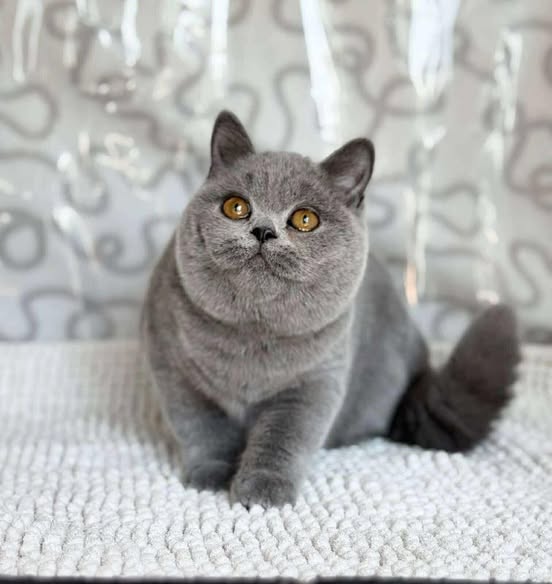 British Shorthair