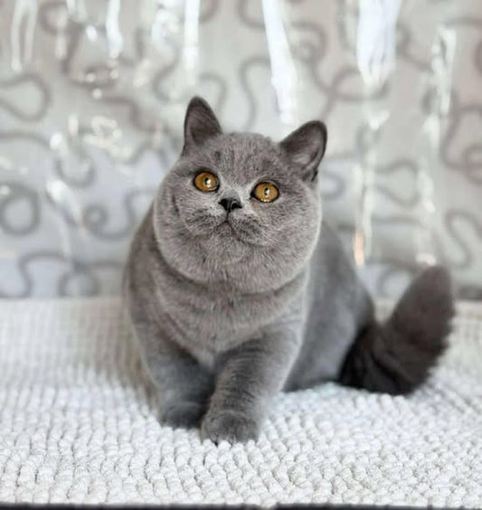 British Shorthair