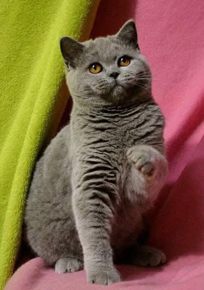 British Shorthair