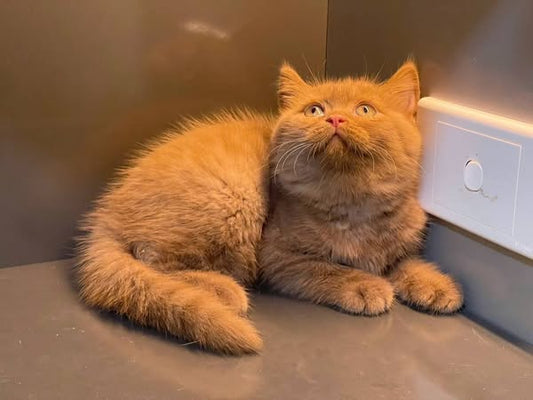 British Shorthair