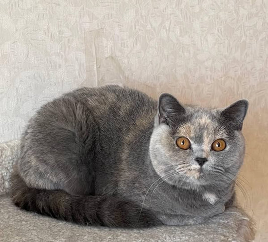 British Shorthair