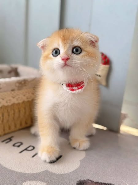 Scottish Fold