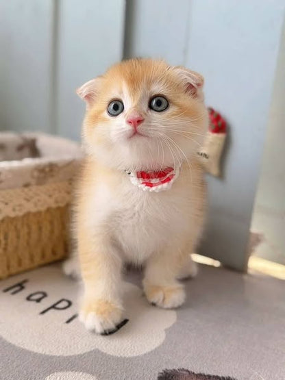 Scottish Fold