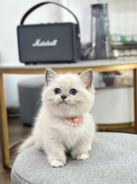 Munchkin
