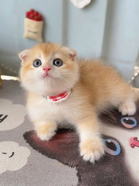 Scottish Fold