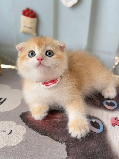 Scottish Fold