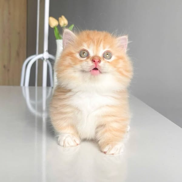 Munchkin Longhair