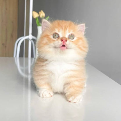 Munchkin Longhair