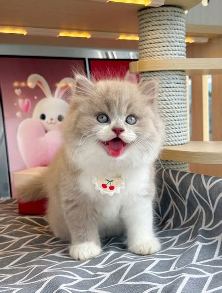 British Longhair