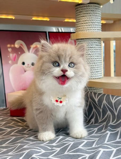 British Longhair