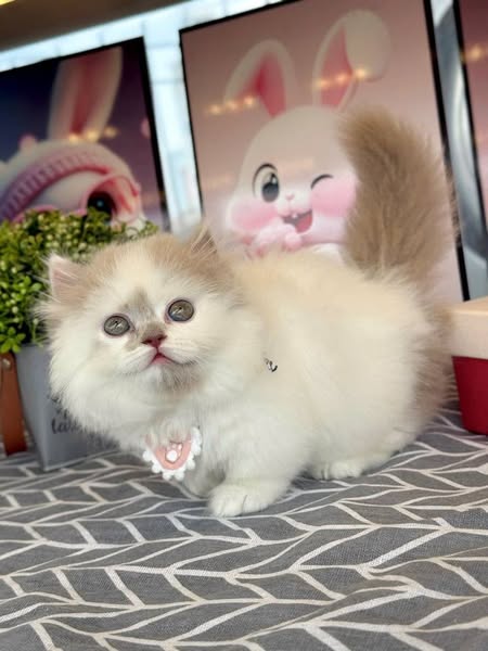 British Longhair