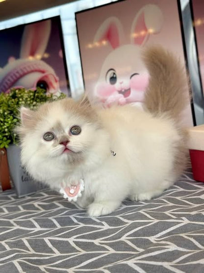 British Longhair